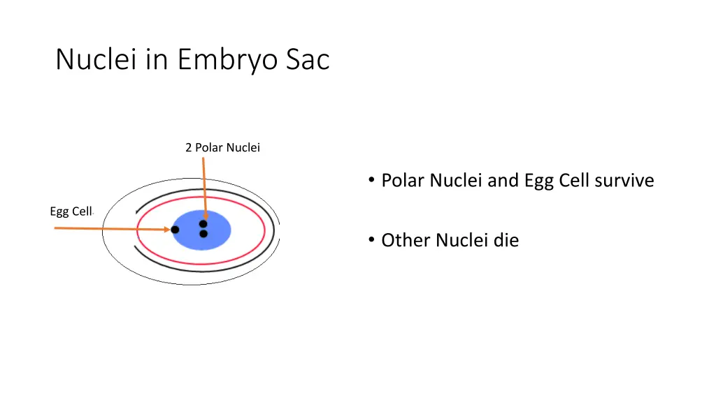 nuclei in embryo sac