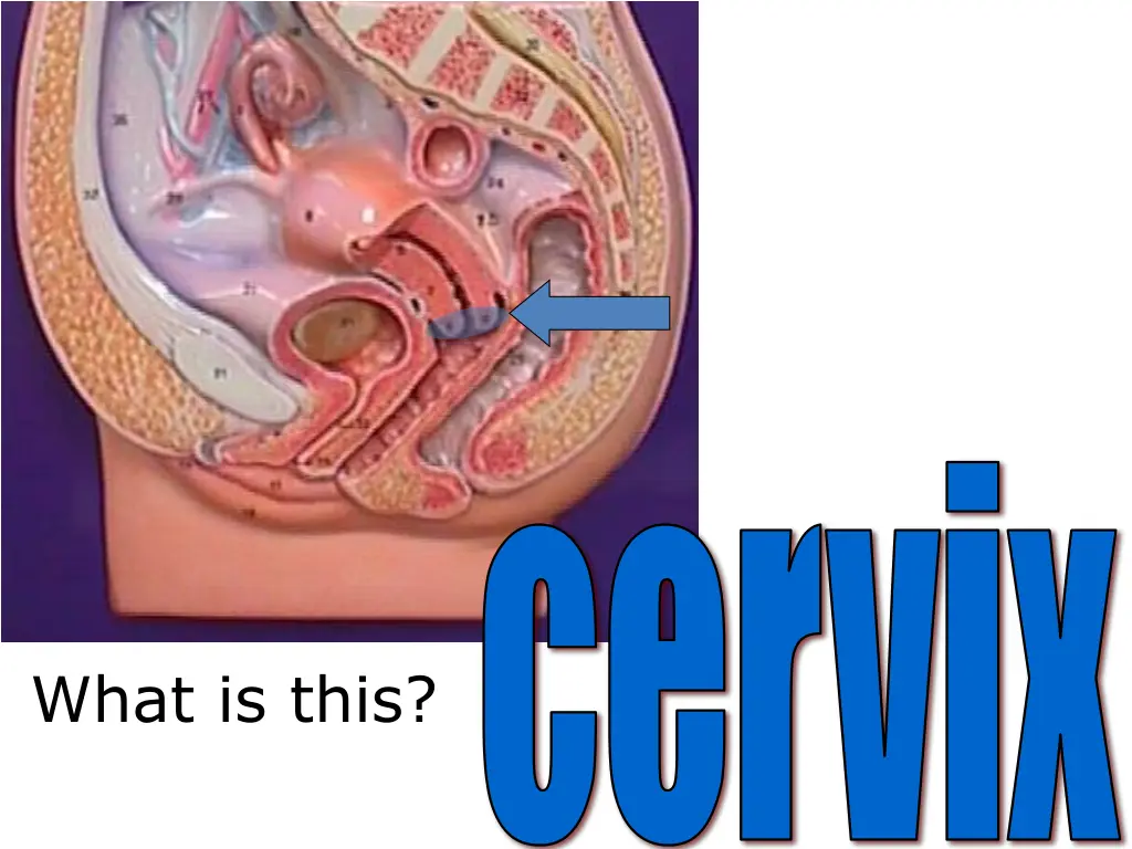 cervix 1