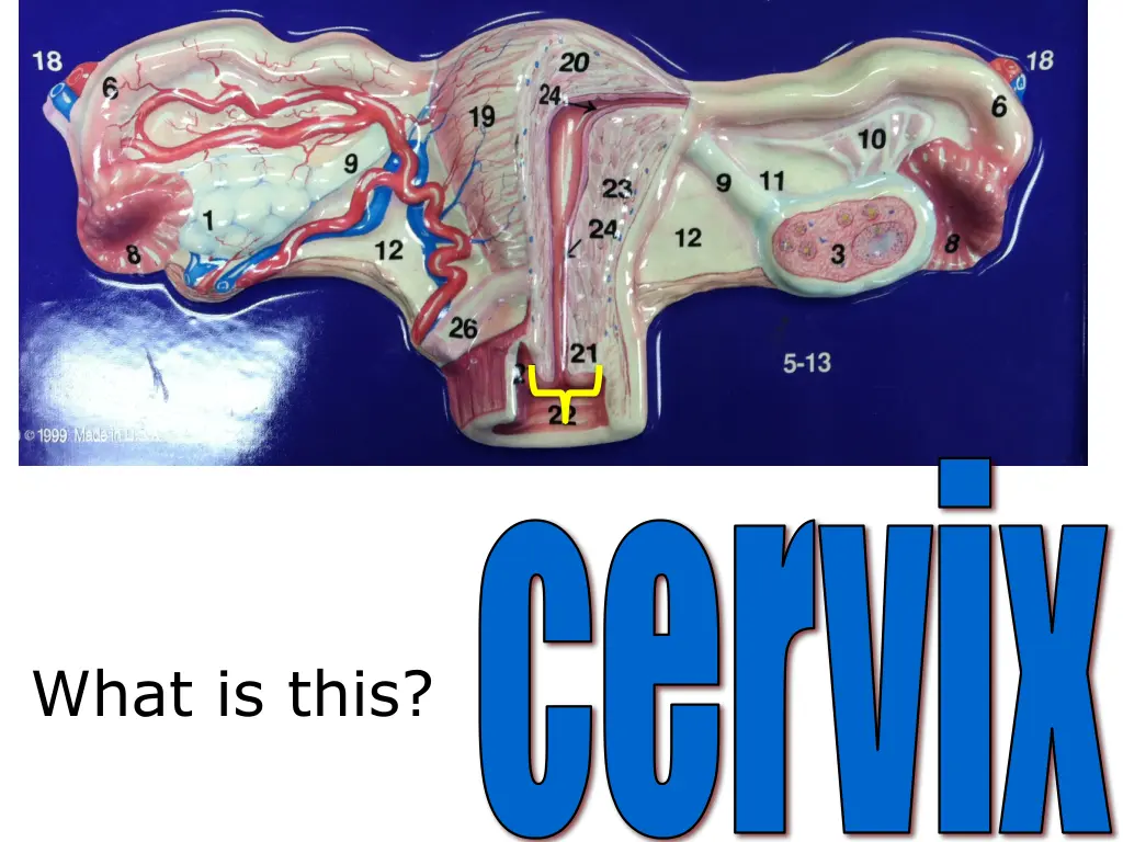 cervix