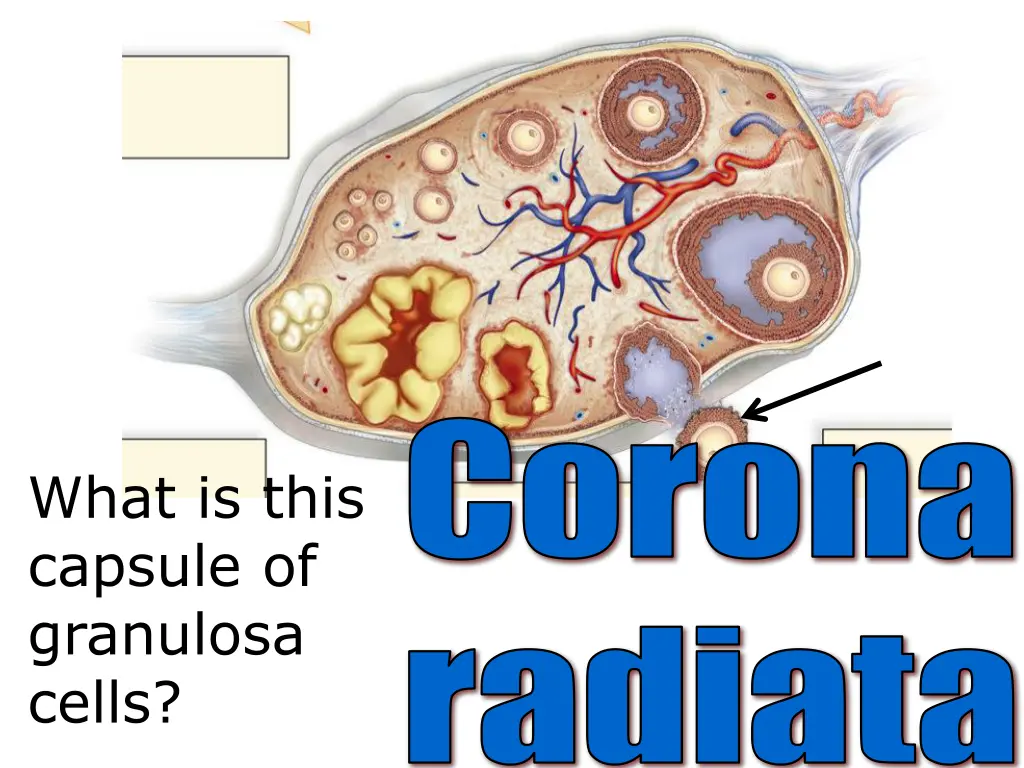 corona