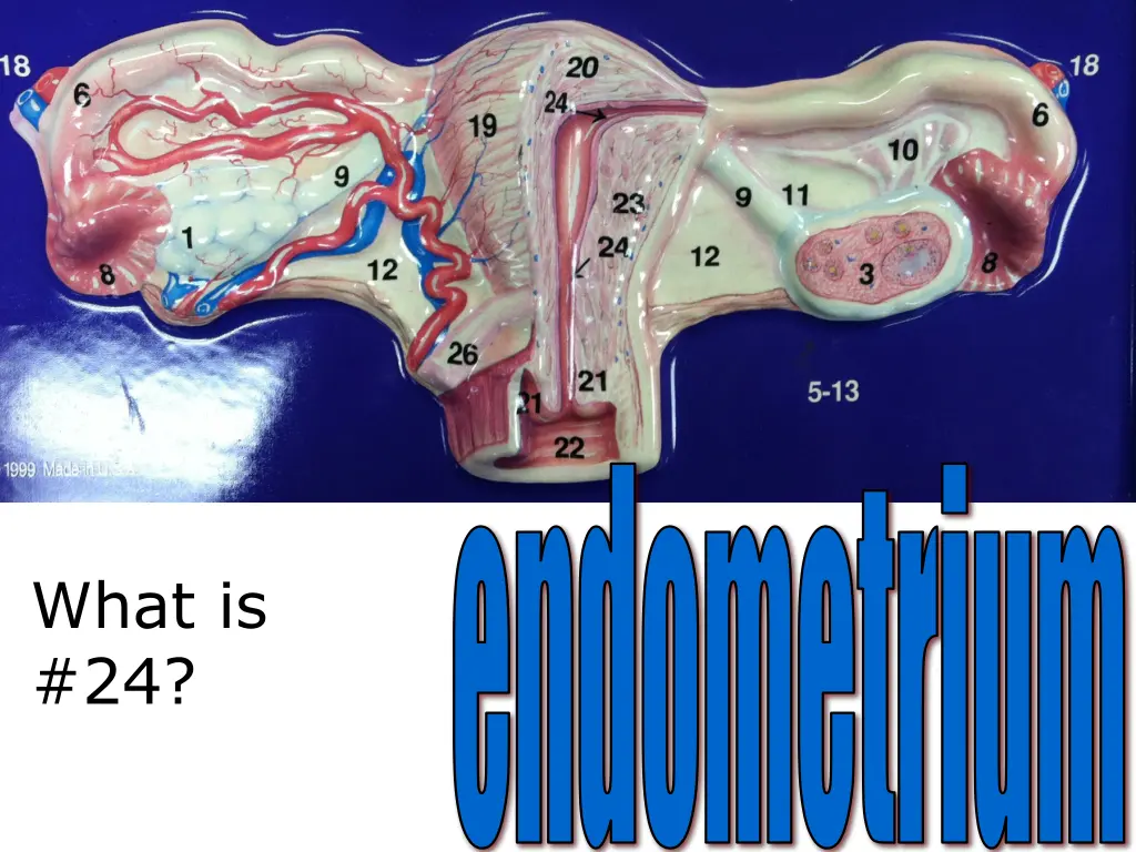 endometrium 1