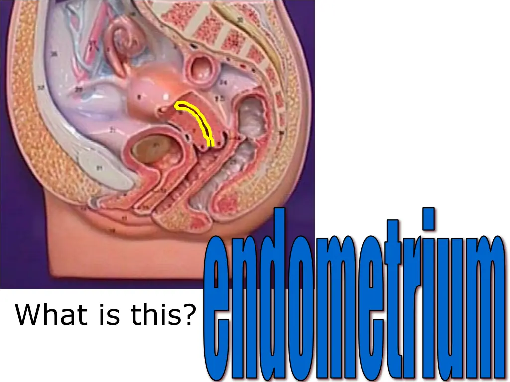 endometrium