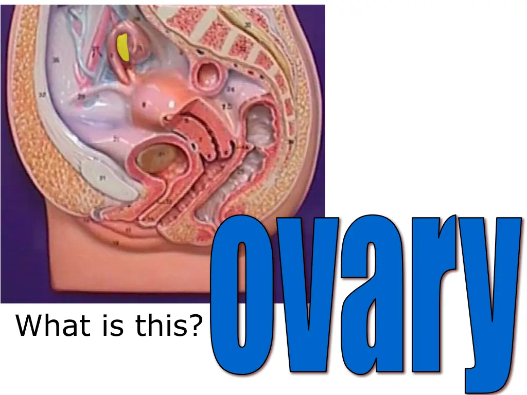 ovary