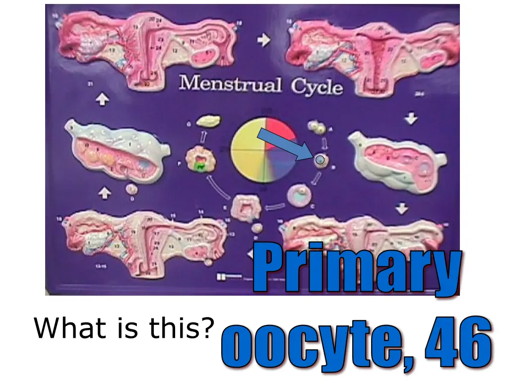 primary ocyte 46