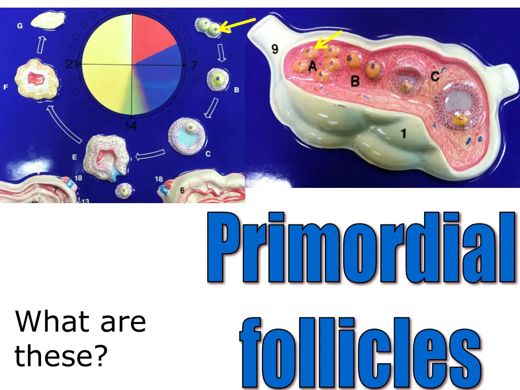 primordial 1