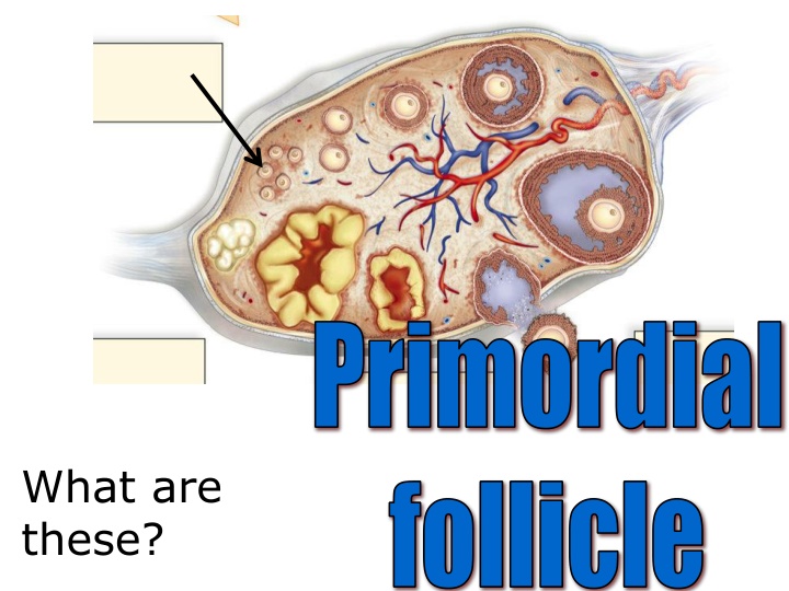 primordial