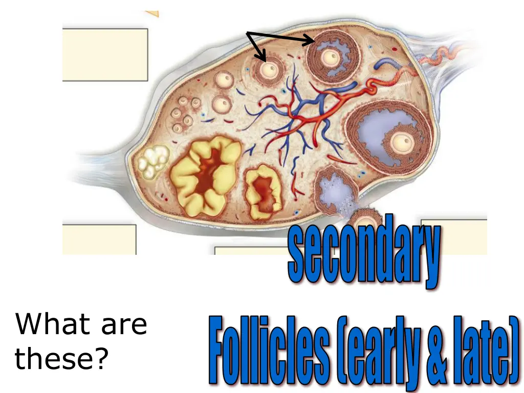 secondary 2