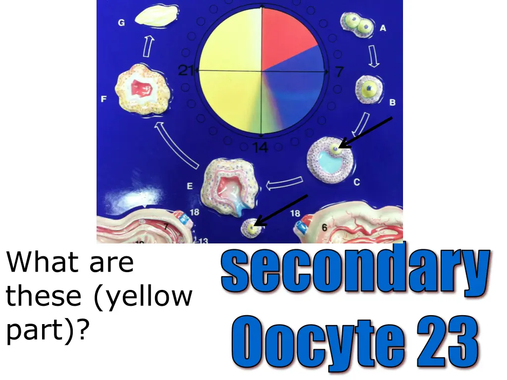 secondary oocyte 23