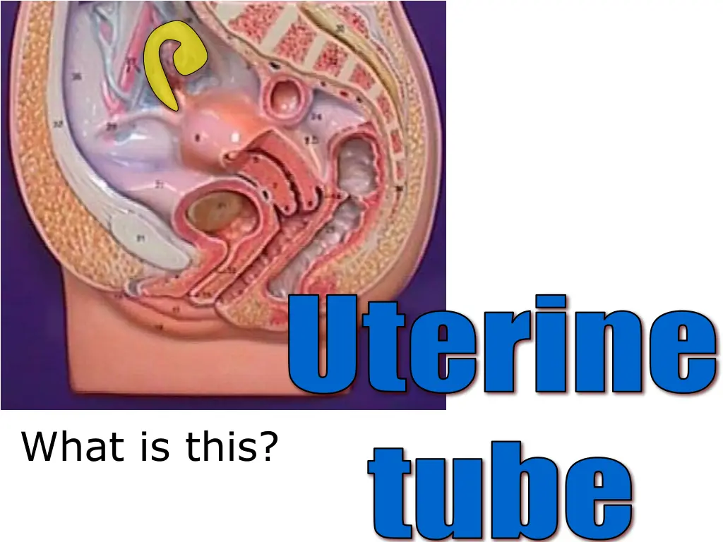 uterine 1