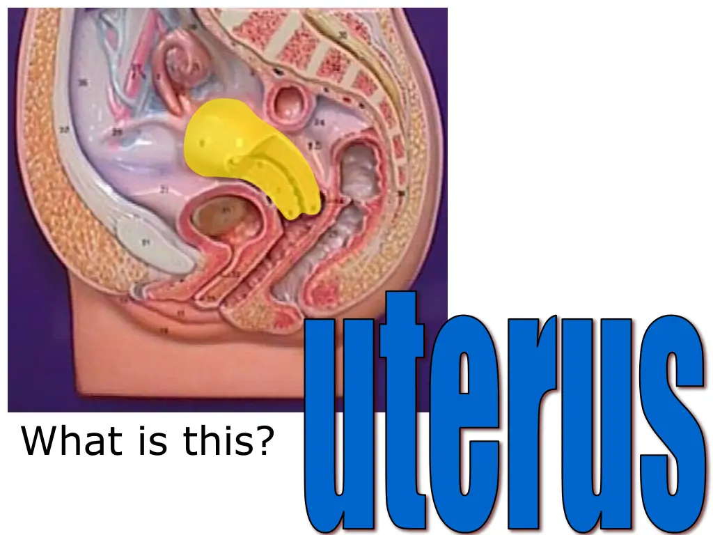 uterus