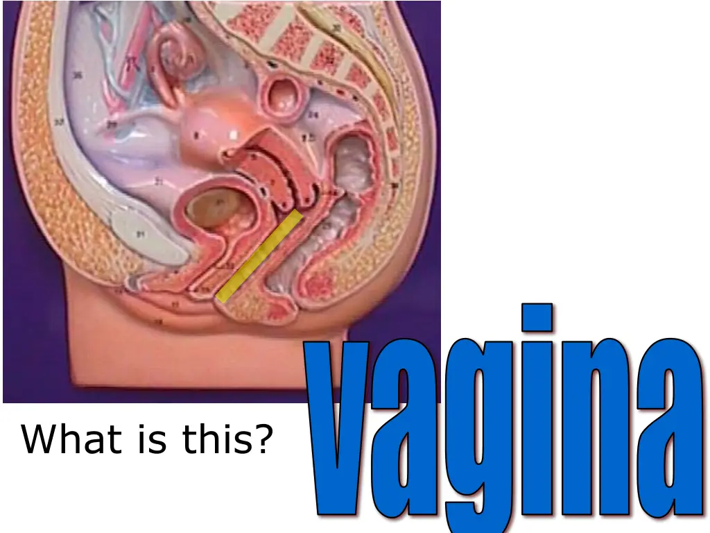 vagina