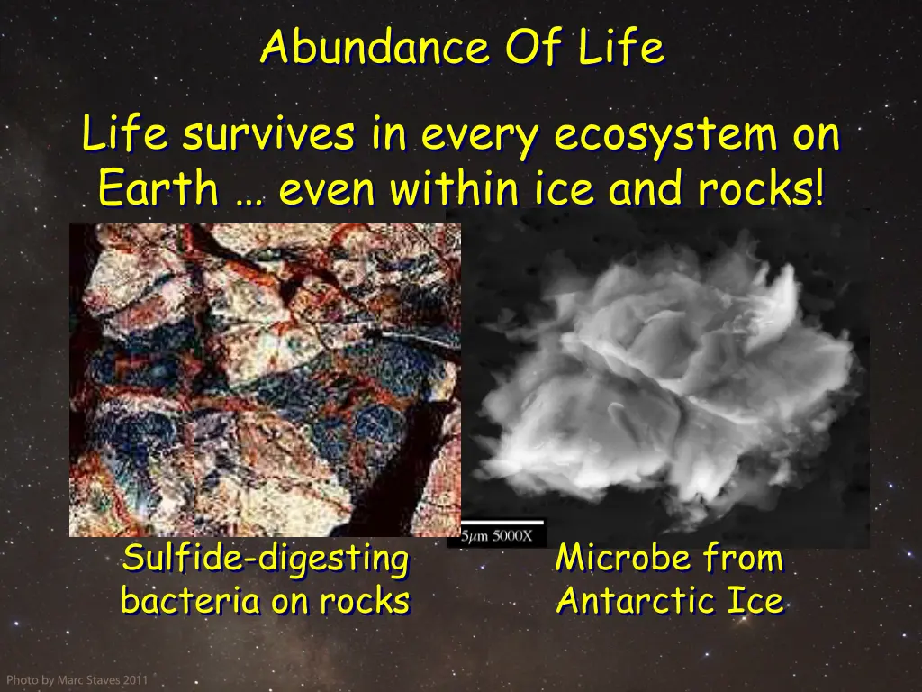 abundance of life life survives in every