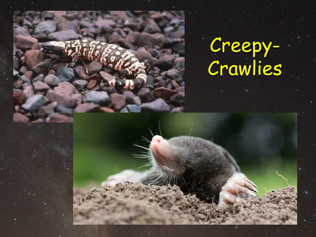 creepy crawlies