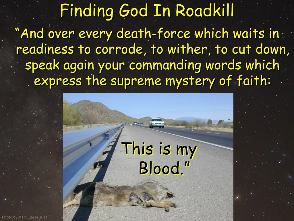 finding god in roadkill and over every death