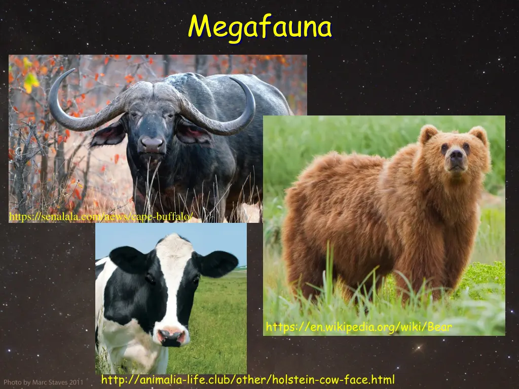 megafauna