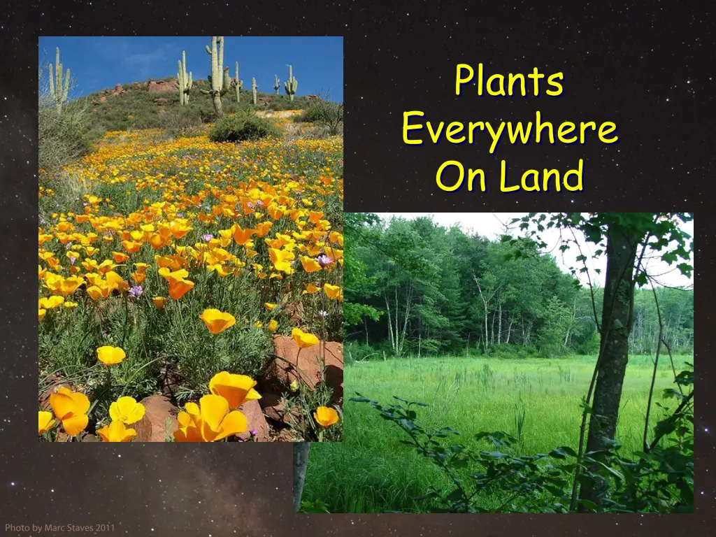 plants everywhere on land