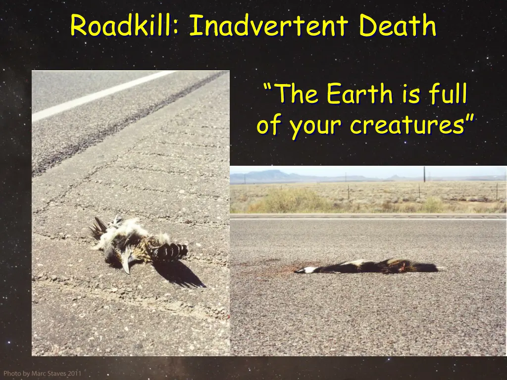 roadkill inadvertent death