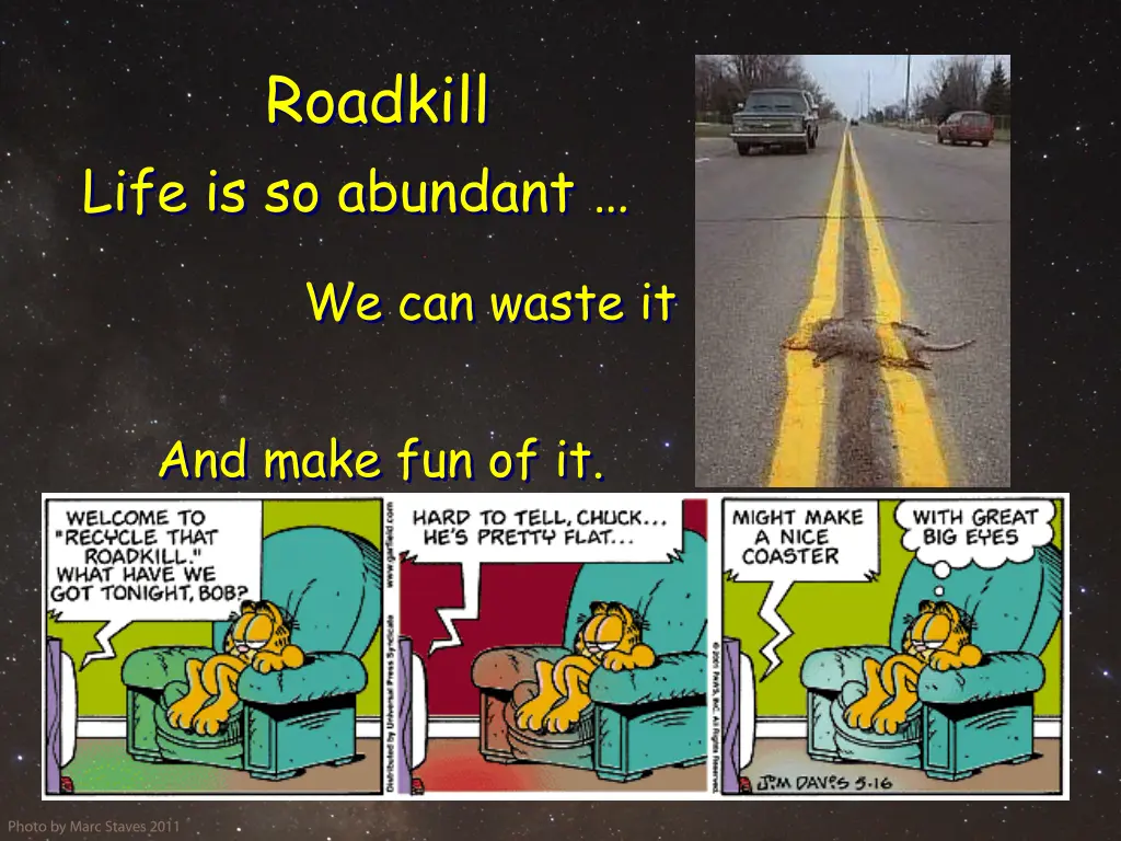 roadkill