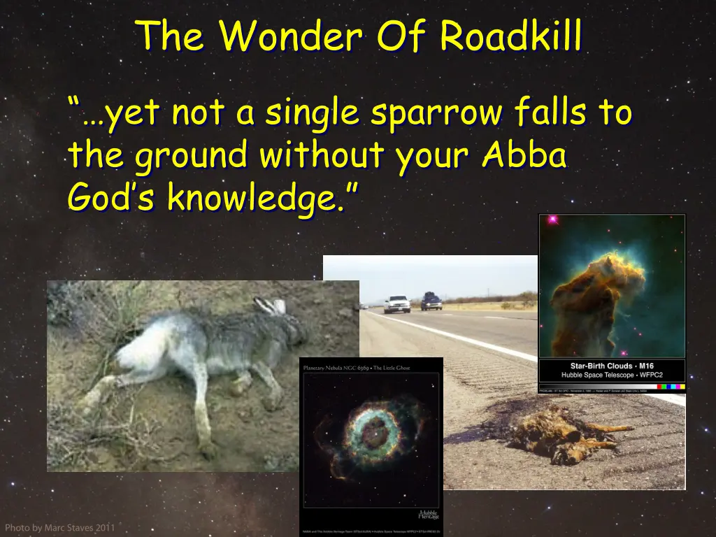 the wonder of roadkill