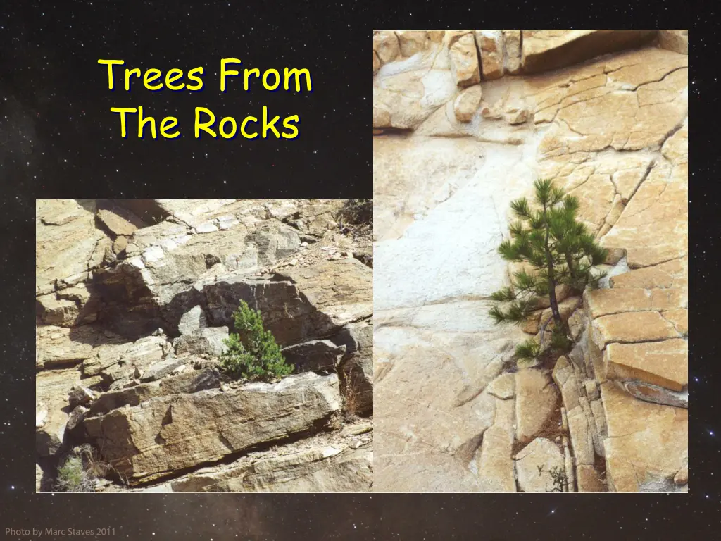 trees from the rocks