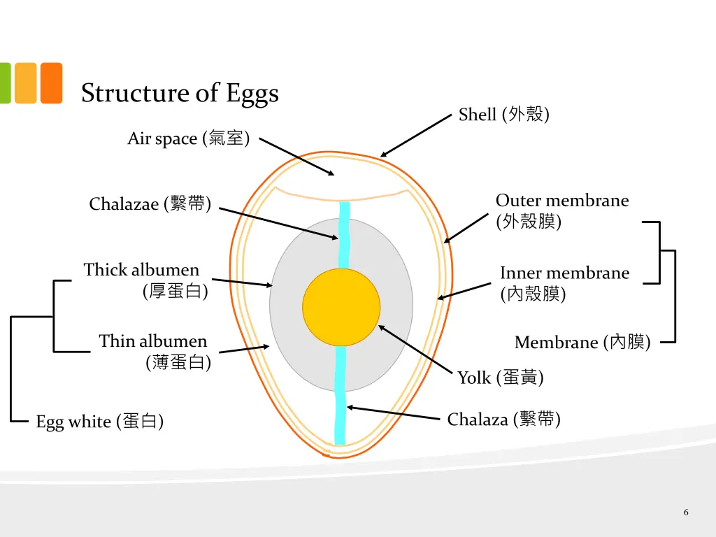 structure of eggs