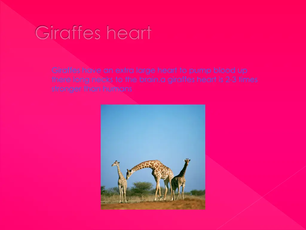 giraffes heart