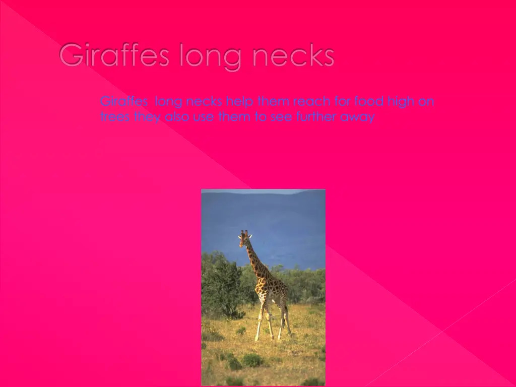 giraffes long necks