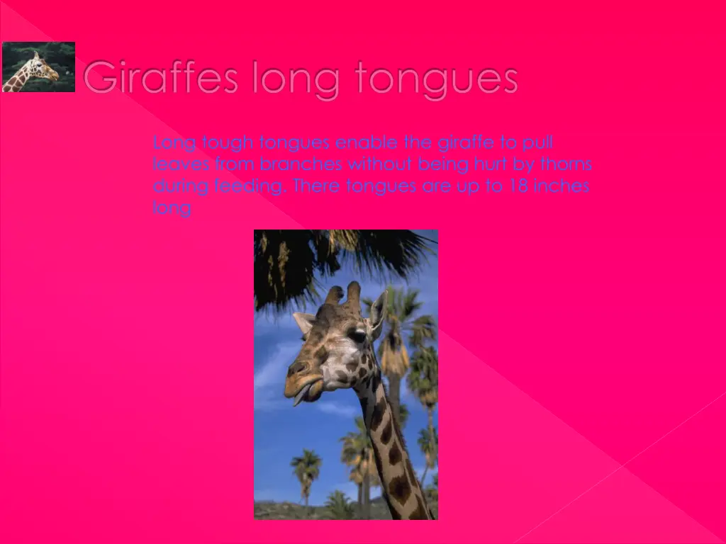 giraffes long tongues