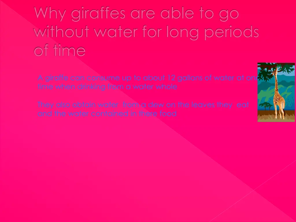 why giraffes are able to go without water