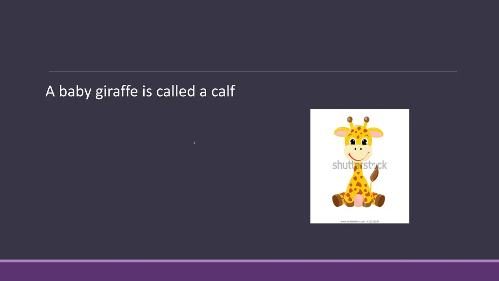 a baby giraffe is called a calf