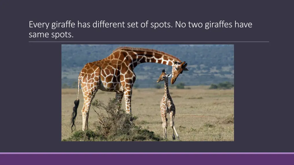 every giraffe has different set of spots