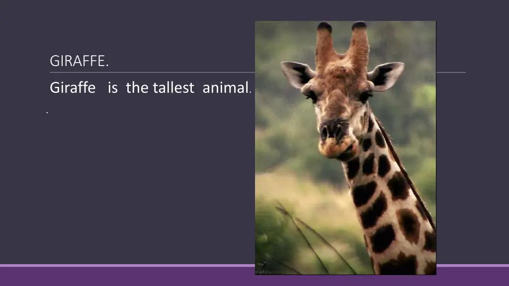 giraffe