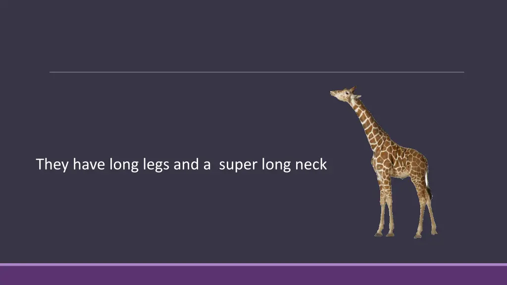 they have long legs and a super long neck