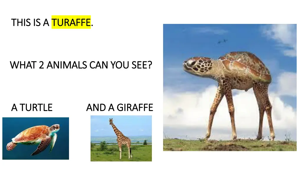 this is a this is a turaffe