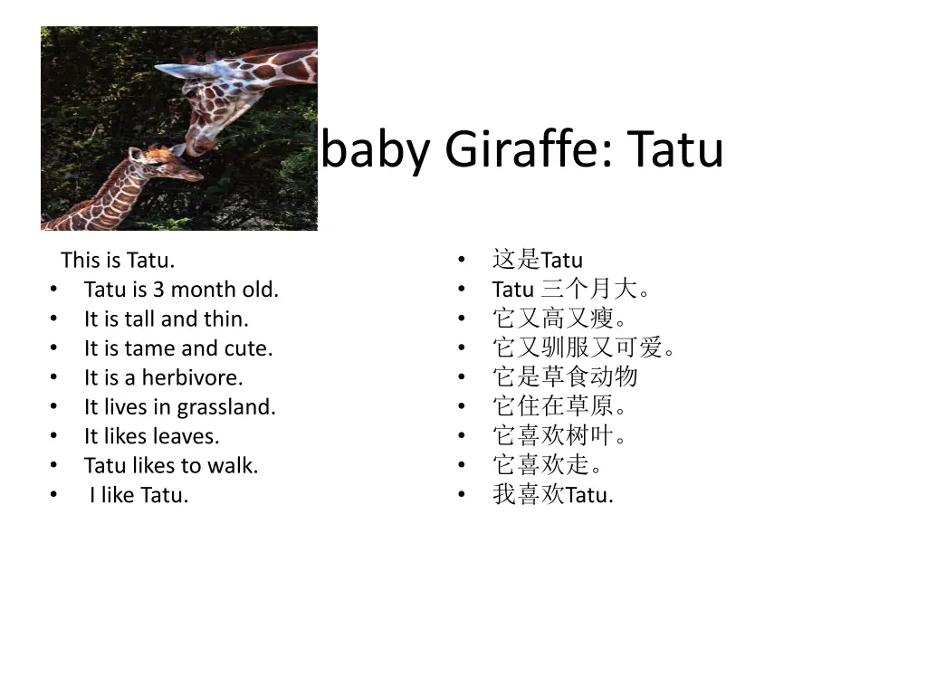 new baby giraffe tatu