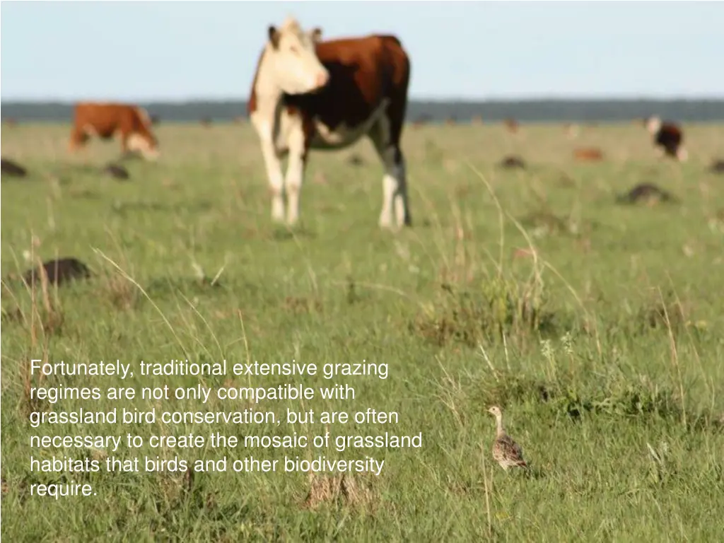 fortunately traditional extensive grazing regimes