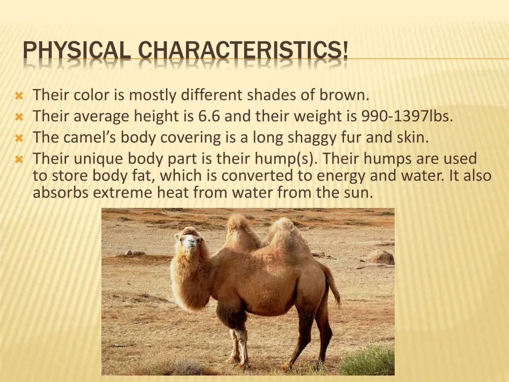 physical characteristics