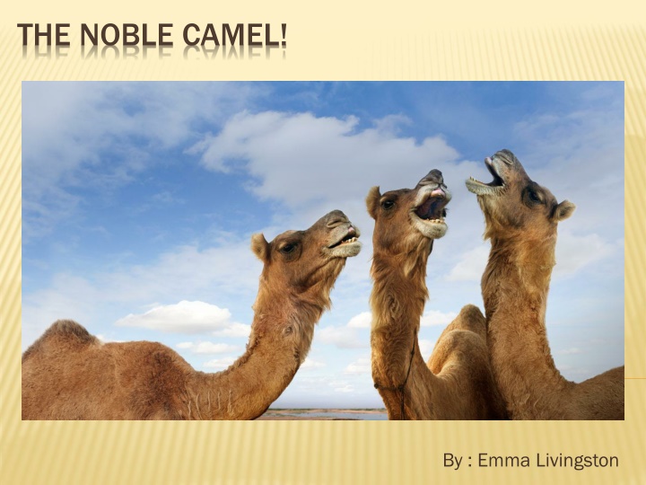 the noble camel