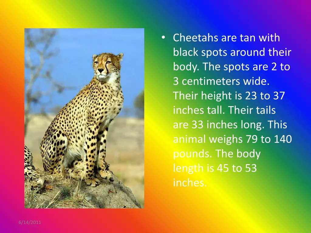 cheetahs are tan with black spots around their