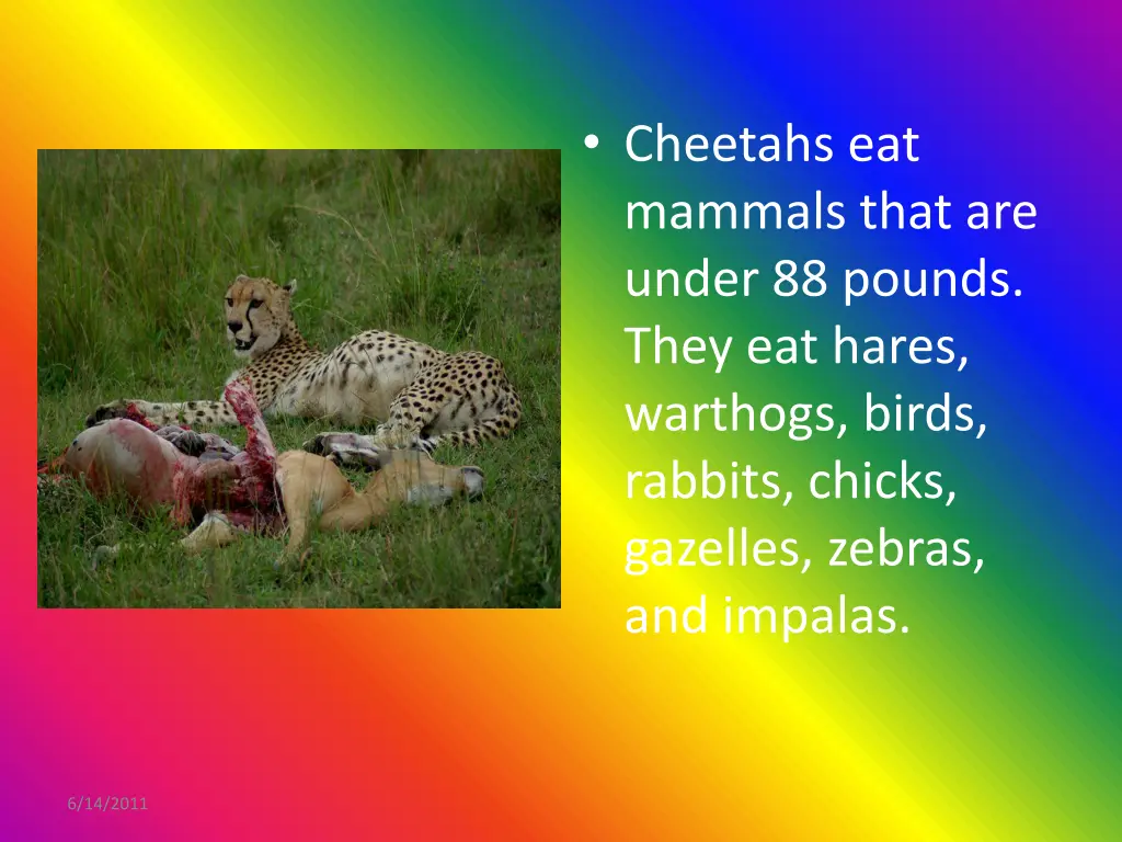 cheetahs eat mammals that are under 88 pounds