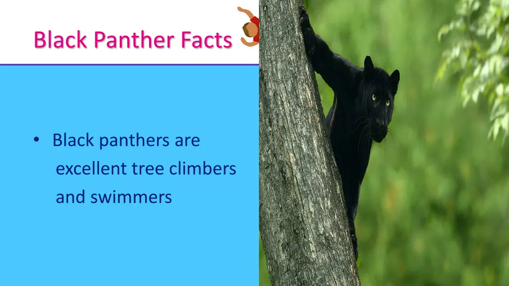 black panther facts