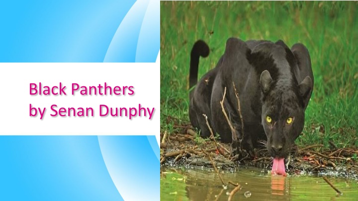 black panthers by senan dunphy