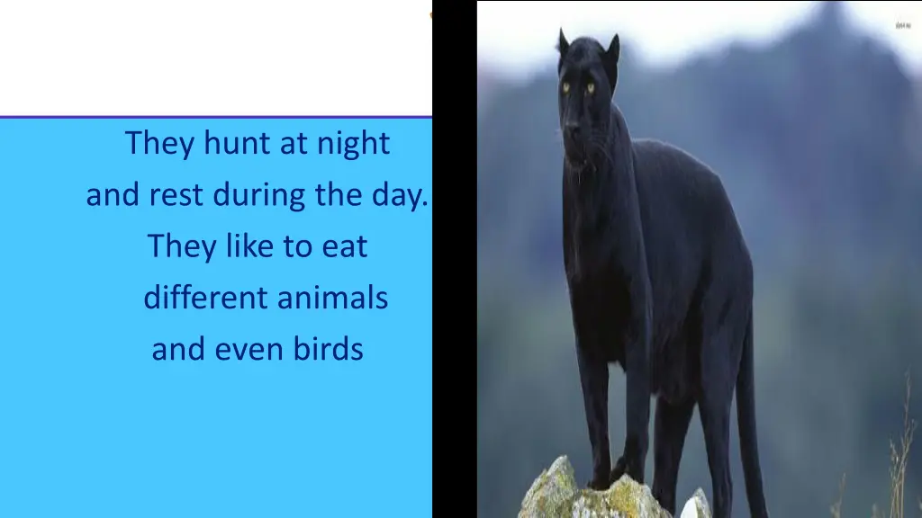 they hunt at night and rest during the day they