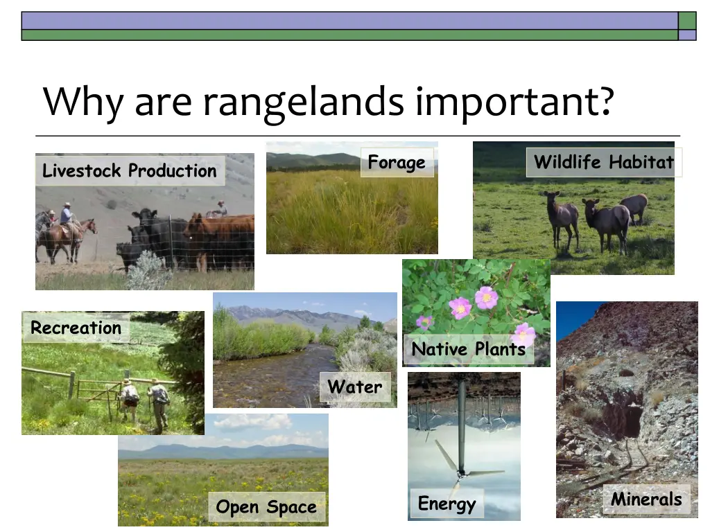 why are rangelands important