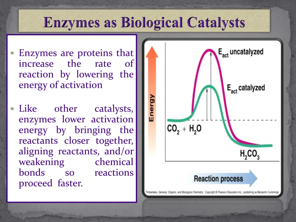 enzymes are proteins that increase the reaction