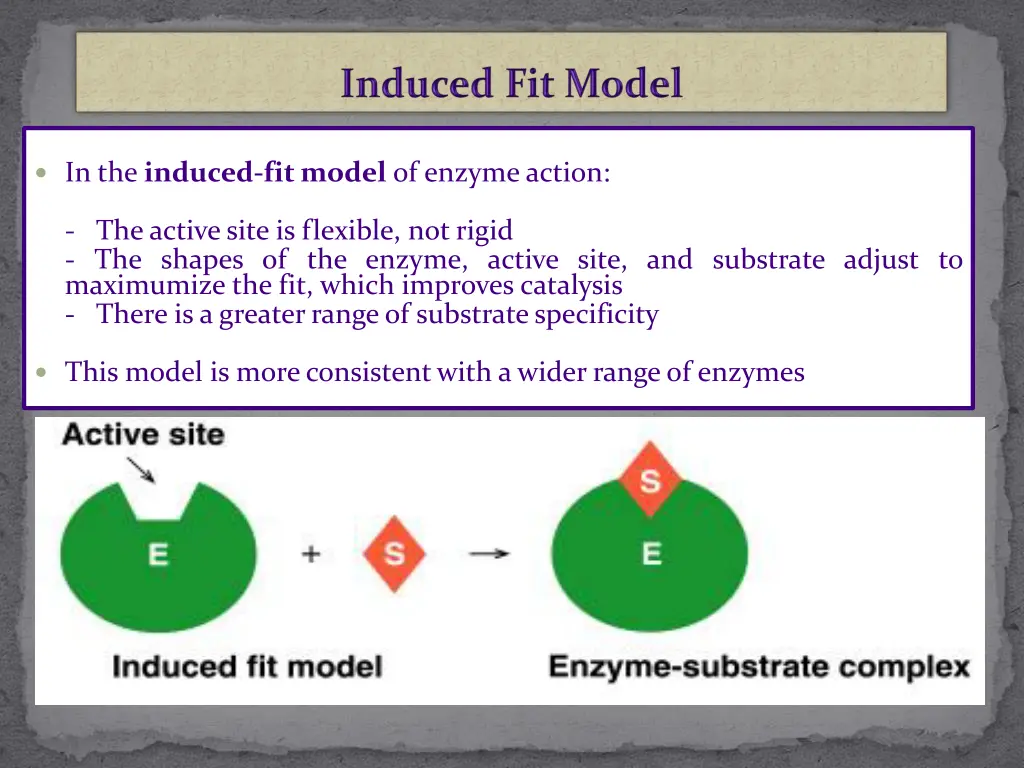 in the induced fit model of enzyme action