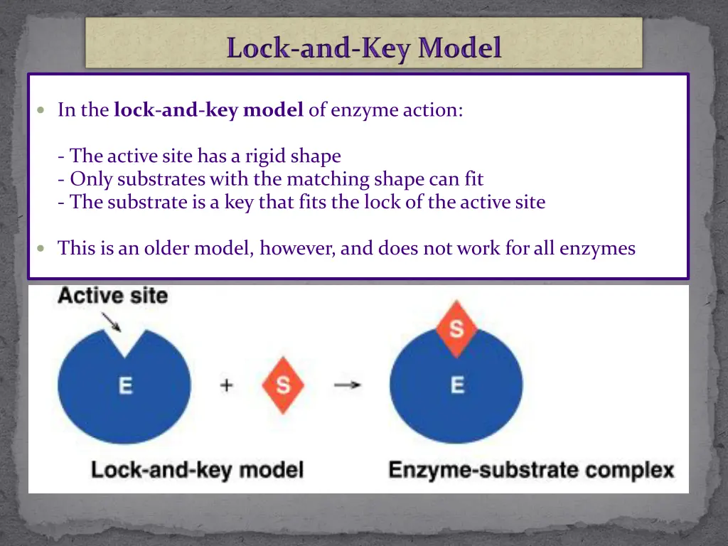 in the lock and key model of enzyme action