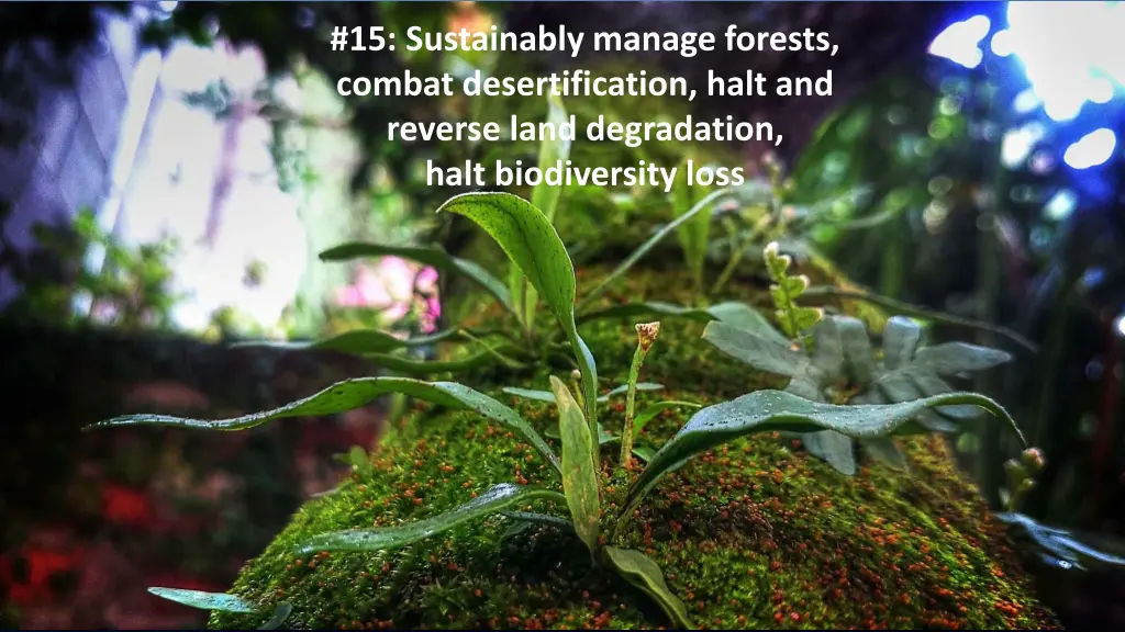 15 sustainably manage forests combat