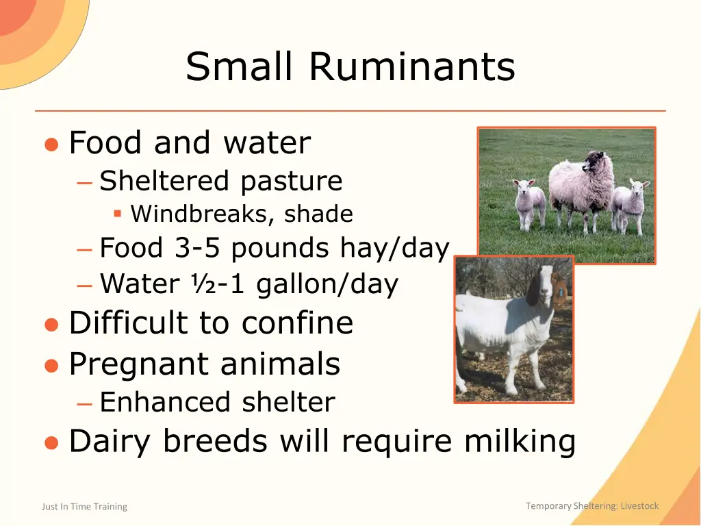 small ruminants