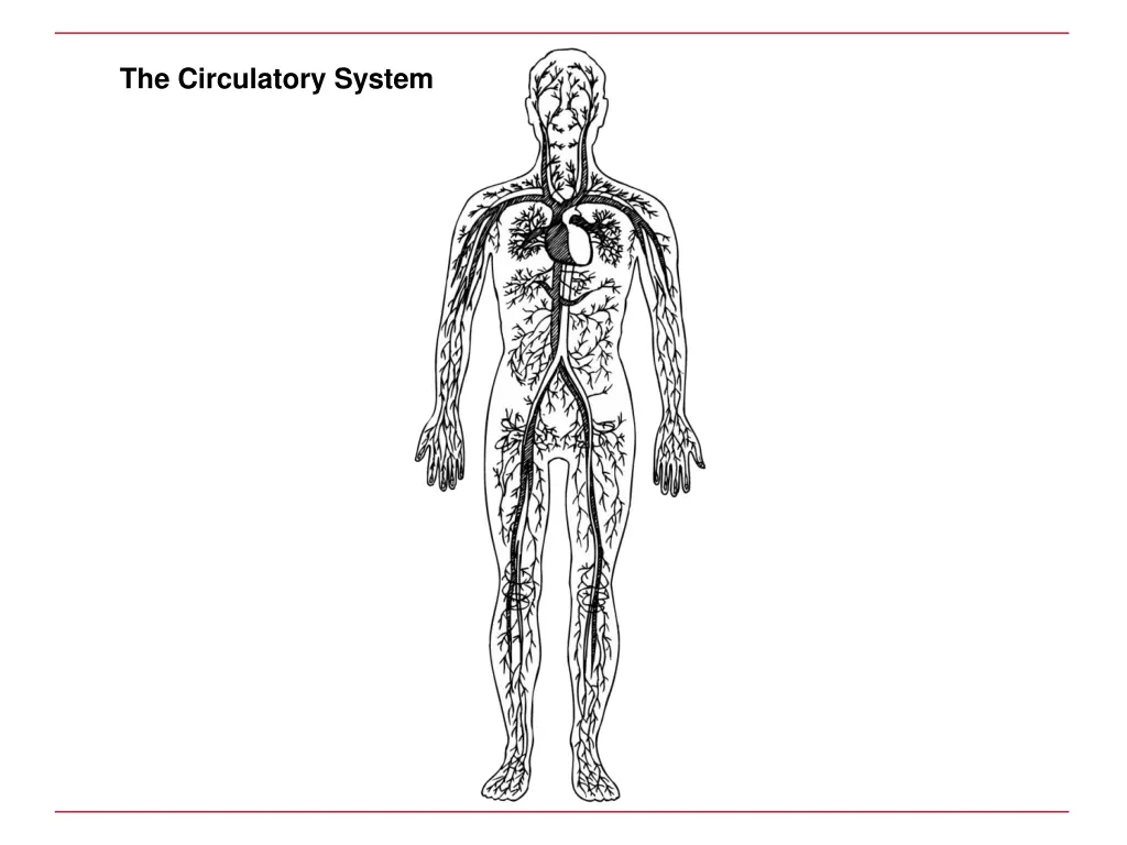 the circulatory system